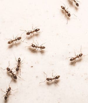 Ant Proofing