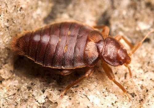 bed bug treatment and control services jacksonville, orlando, tampa